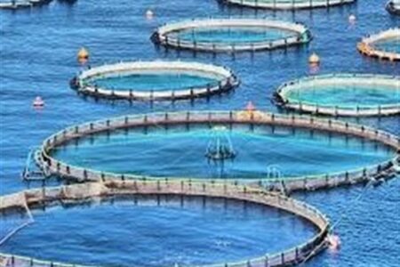 تولید 6 هزار تن ماهی قزل‌آلا و سی‌باس در قفس تا پایان سال