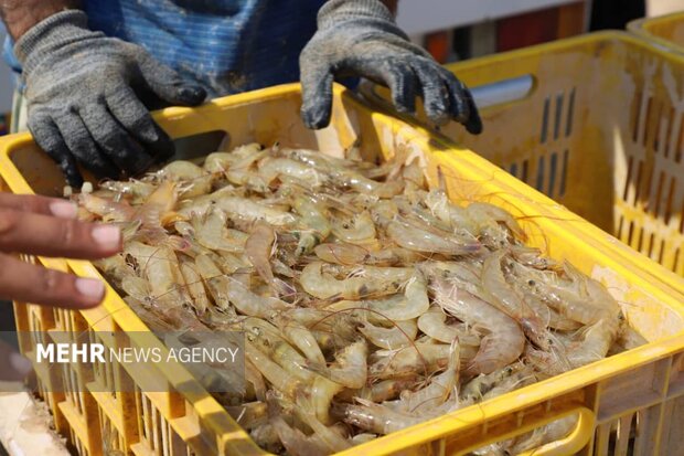 ثبت رکوردهای جدید تولید میگو در بوشهر؛ اصلاح ساختار و مهار بیماری