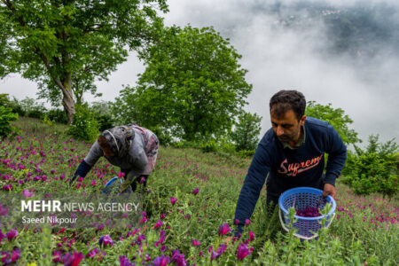 راهی تازه برای تولید بهینه گل گاوزبان بدون آسیب به طبیعت