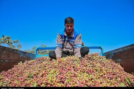 رشد ۸۰ درصدی صادرات پسته ایران