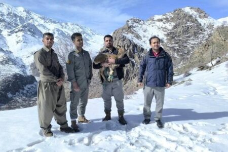 رهاسازی بزغاله وحشی نجات‌یافته از برف توسط محیط‌بانان در اورامان