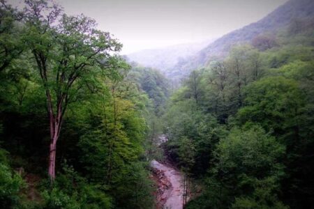 ضرورت اجرای مدیریت پایدار در جنگل‌های شمال