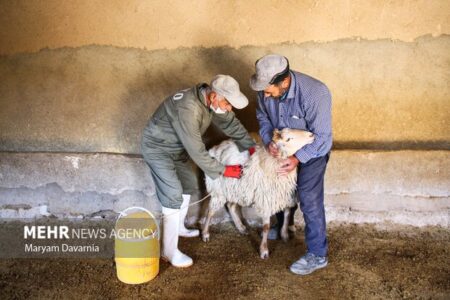عبور رقم واکسیناسیون دام های خراسان رضوی از مرز ۲۳ میلیون
