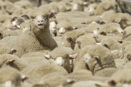 قطر رسما خواستار واردات دام سبک از ایران شد