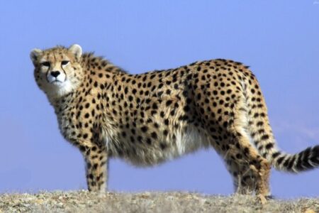 مشاهده یک قلاده یوز در روستاهای اطراف داورزن خراسان رضوی