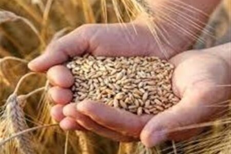 نرخ خرید تضمینی گندم به فوریت اصلاح می‌شود