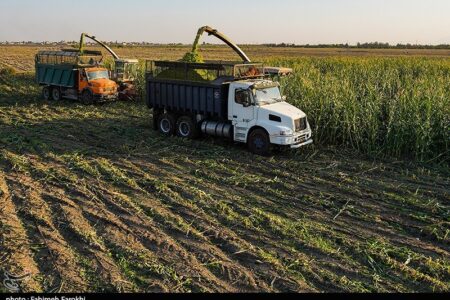 هسته‌ای در کشاورزی ــ 82 |تولید ذرت مقاوم به آفات