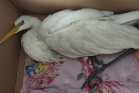 واکنش محیط‌ زیست استان تهران به ادعای انتقال لک‌ لک‌ ها به شهرری