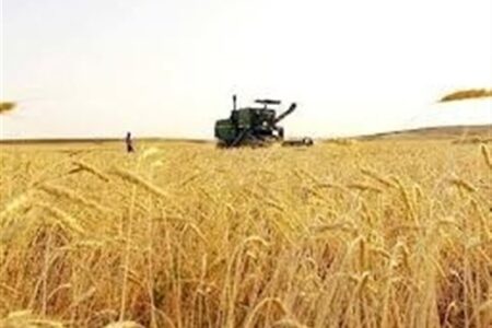 ورود آفت سن گندم به مزارع جنوب کشور