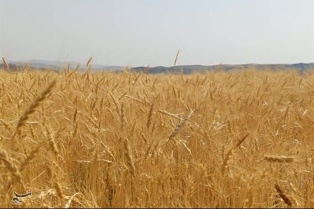 پیشنهاد گندم 52 هزار تومانی به دولت