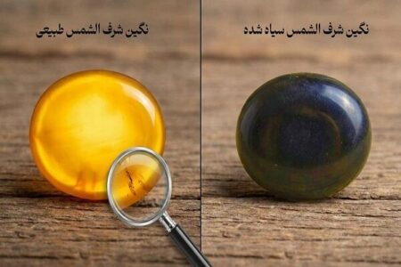 چرا شرف الشمس سیاه می شود؟ ۵ علت تغییر رنگ شرف الشمس زرد