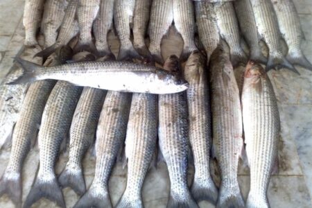 کفال با سهم 70 درصدی، گونه غالب صید در خزر شد