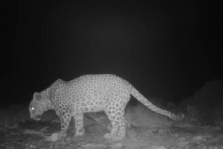 گشت‌وگذار پلنگ ایرانی در محدوده شهری شاهرود؛ پیامی از طبیعت بکر