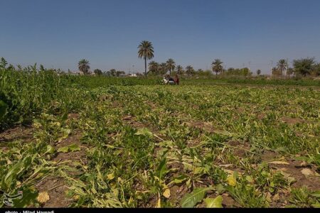گندم، دانه روغنی و نهاده دام جایگزین سبزی و صیفی شود