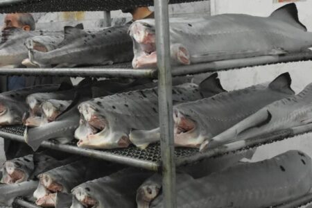 ۲.۵ میلیون ماهی تازه از مازندران صادر شده است 