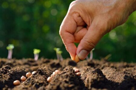 ۶۶ هکتار مزرعه بذری گرمسار زیر چتر نظارت؛ سن‌زدایی در انتظار مزارع