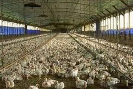 آغاز ارائه تسهیلات نقدی به تولیدکنندگان دام و طیور خرد از امروز