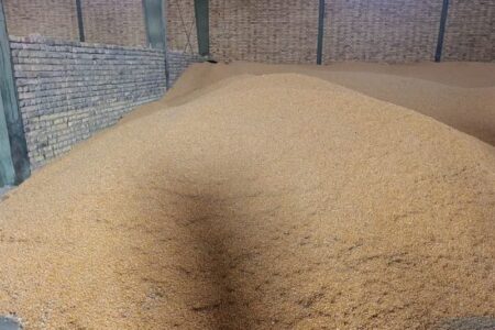 تأمین فوری 180 هزار تن ذرت و جو برای دامداران