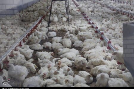 تداوم چرخش زنجیره تامین صنعت دام و طیور