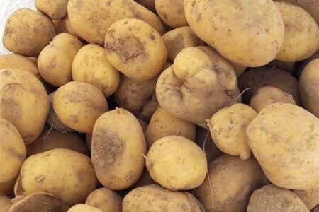 قیمت سیب زمینی کاهش یافت