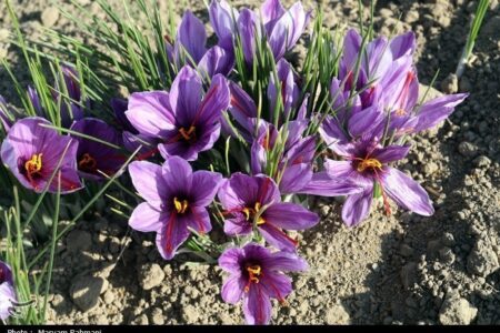 معاملات گواهی‌های سپرده زعفران به 32 میلیارد تومان رسید