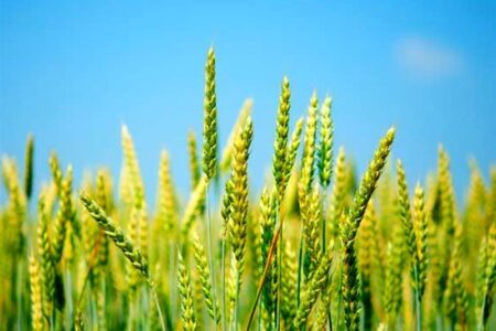 خرید تضمینی گندم از هفته آینده آغاز می‌شود