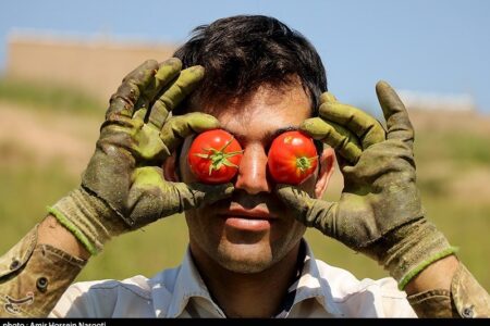 صادرات گوجه فرنگی ممنوع شد