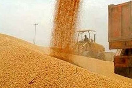 50 درصد مطالبات گندمکاران به‌زودی پرداخت می‌شود