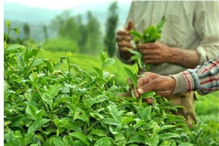 600 میلیارد تومان از مطالبات چایکاران پرداخت شد