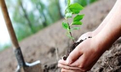 احیای پارک جنگلی دیواندره با ظرفیت احکام جایگزین حبس