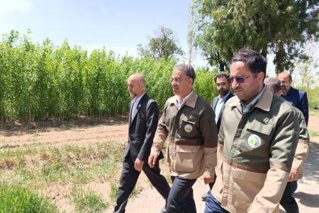 افلاطونی:۵۷۶ میلیون اصله نهال در طرح ملی کاشت یک میلیارد درخت تولید شد