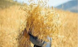حکمرانی محلی و تاب‌آوری غذایی در شرایط جنگی