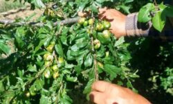 خسارت سنگین تگرگ به باغات شبستر