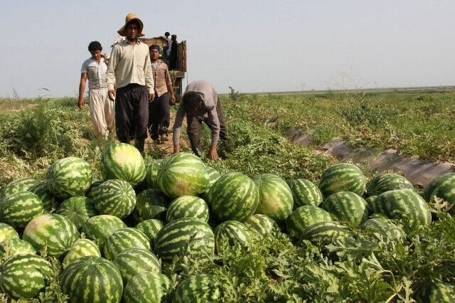 دلالان طعم شیرین هندوانه جنوب کرمان را تلخ می کنند