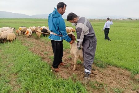 رئیس دامپزشکی کرمانشاه: اردوی جهادی دامپزشکی در ماهیدشت برگزار شد