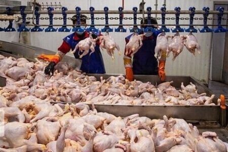 کاهش 11 درصدی عرضه گوشت طیور در فروردین 1405