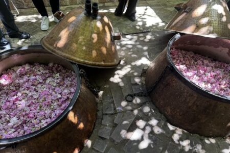 گلاب‌گیری شهری؛ سنتی زنده یا تجربه‌ای در آستانه فرسودگی اقتصادی؟